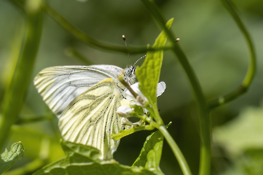 Pieris napi