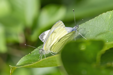 Pieris napi