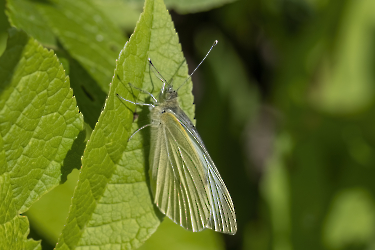 Pieris napi