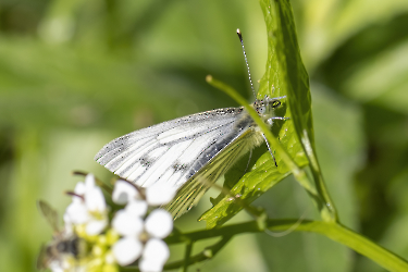 Pieris napi