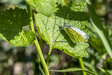 Pieris napi