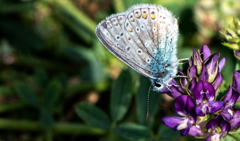 Plebejus argus