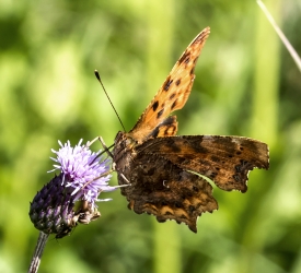 Polygonia c-album