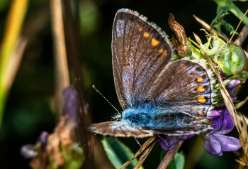 Polyommatus icarus