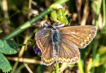 Polyommatus icarus