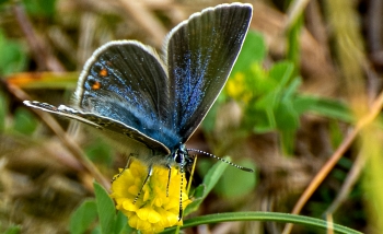 Polyommatus icarus