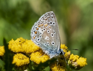 Polyommatus icarus