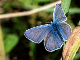 Polyommatus icarus