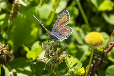 Polyommatus icarus