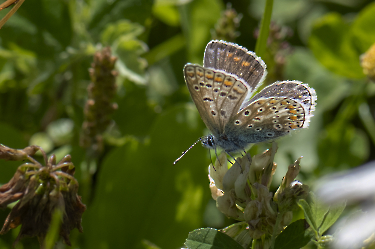 Polyommatus icarus