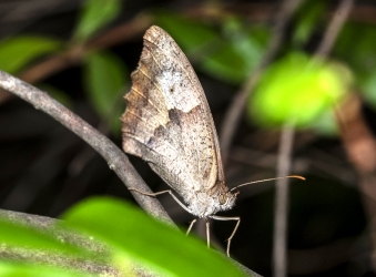 Pyronia cecilia