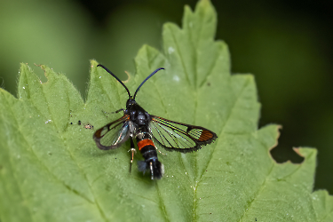 Synantheodon formicaeformis