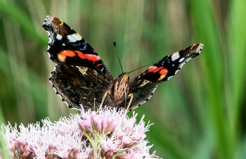 Vanessa atalanta