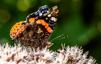 Vanessa atalanta