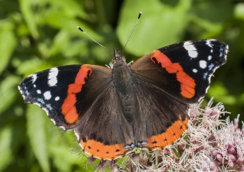 Vanessa atalanta