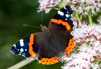 Sommerfugle (Butterflies)