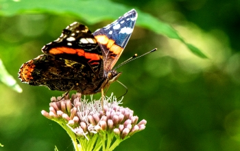 Vanessa atalanta