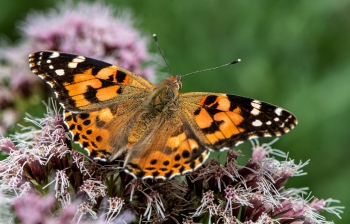 Vanessa cardui