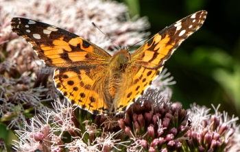 Vanessa cardui