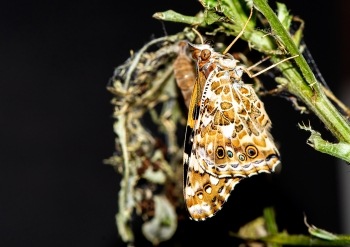 Vanessa cardui