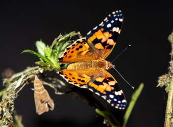 Vanessa cardui