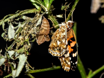 Vanessa cardui