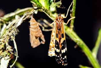 Vanessa cardui