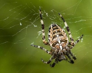 Araneus diadematus