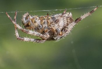 Araneus diadematus