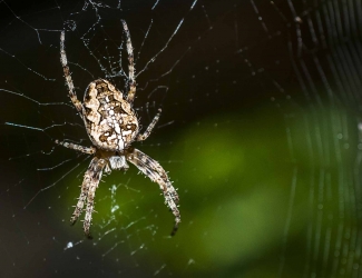 Araneus diadematus