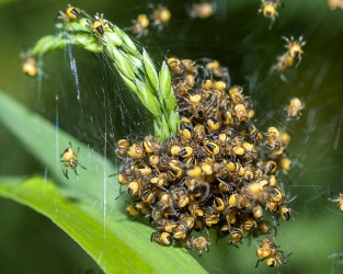 Araneus diadematus