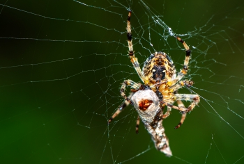 Araneus diadematus