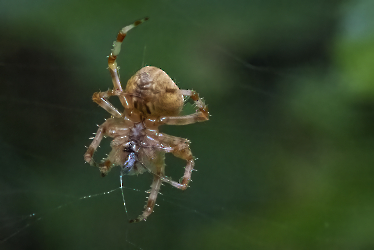 Araneus diadematus