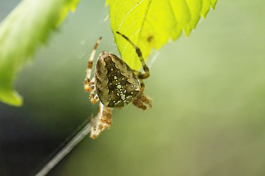 Araneus diadematus