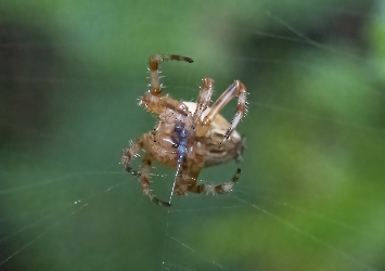 Araneus diadematus