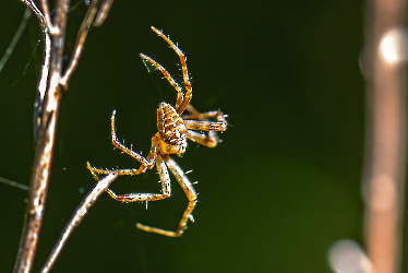 Araneus diadematus