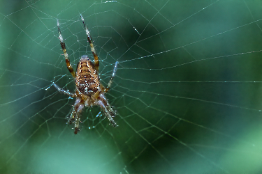 Araneus diadematus