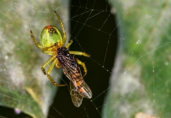 Araniella cucurbitina