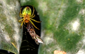 Araniella cucurbitina