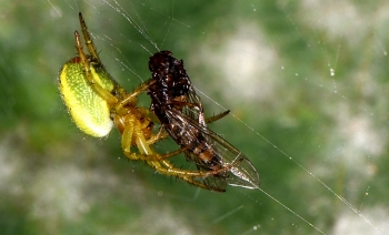 Araniella cucurbitina