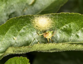 Araniella cucurbitina