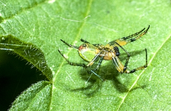 Araniella cucurbitina