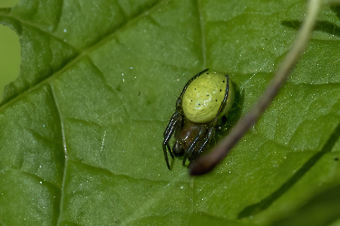 Araniella spec.