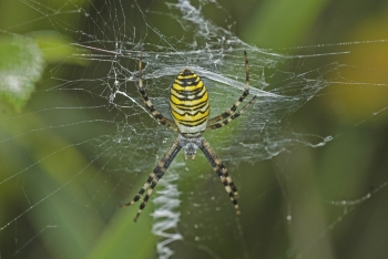 Argiope bruennichi