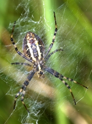 Argiope bruennichi