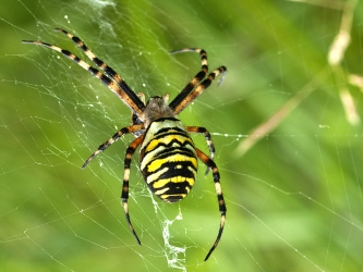 Argiope bruennichi