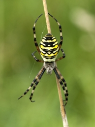 Argiope bruennichi