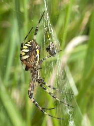 Argiope bruennichi