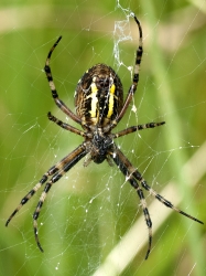 Argiope bruennichi