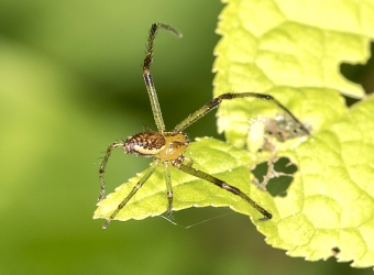 Diaea dorsata